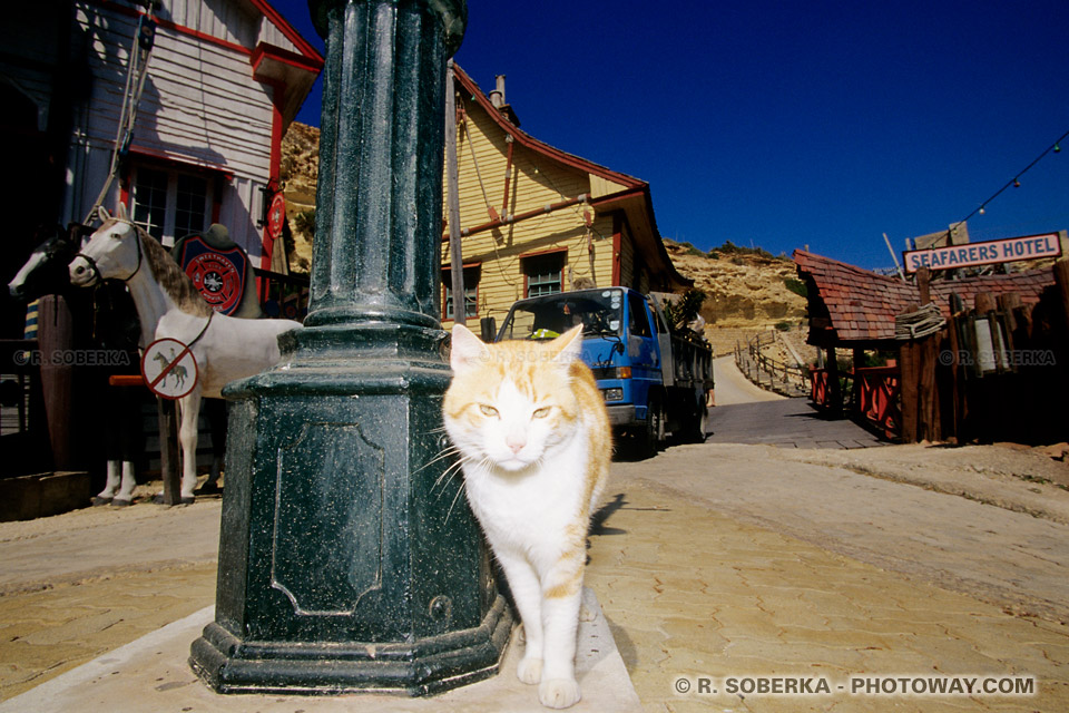 Images et Photos de matous photo d'un gros matou. Images photographies matous