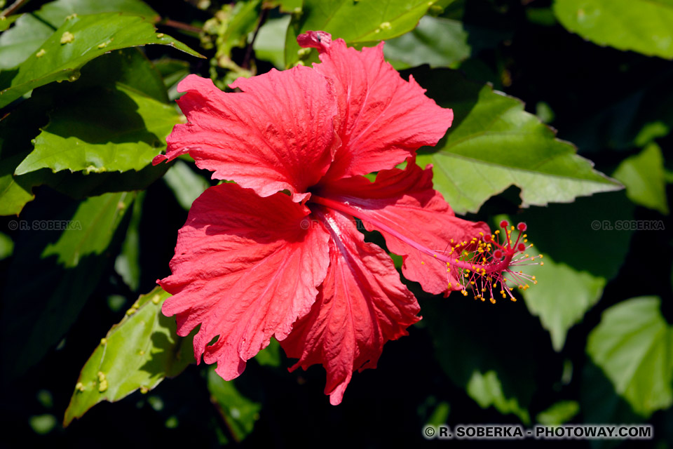 Photos d'un Hibiscus, photos de fleurs d'Hibiscus banque d'image