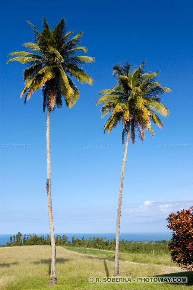 Palmiers Plantation Leyritz