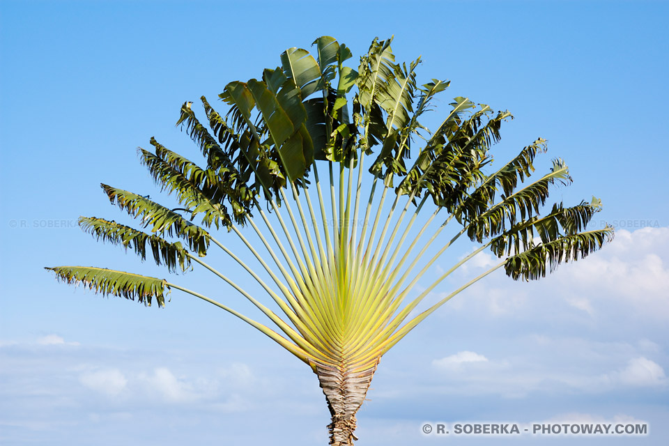 Fond d'écran Arbre du Voyageur fonds d'écran des Antilles