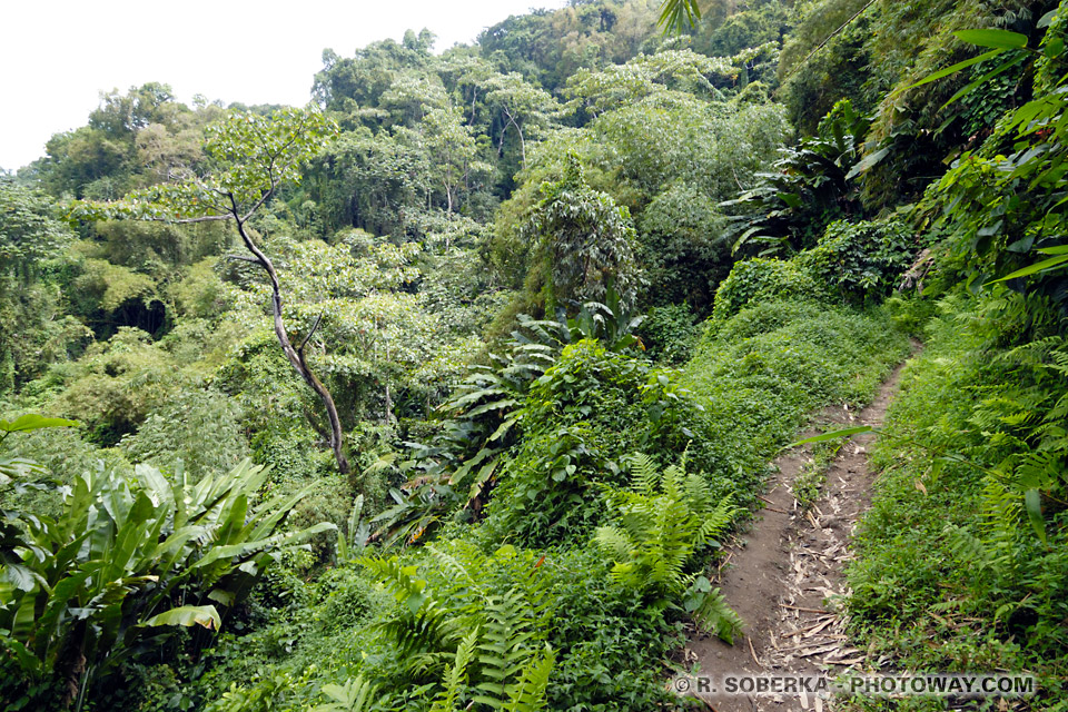 Randonée Grand Rivière à l'Anse couleuvre en Martinique