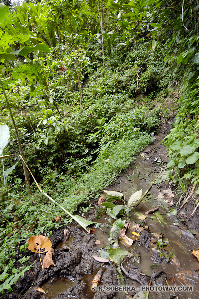 Photos de sentiers dangereux Martinique