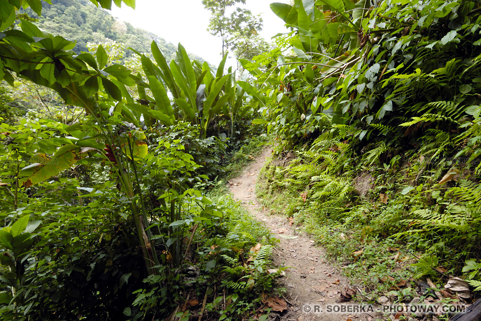 Randonnée Grand Rivière à l'Anse Couleuvre en Martinique