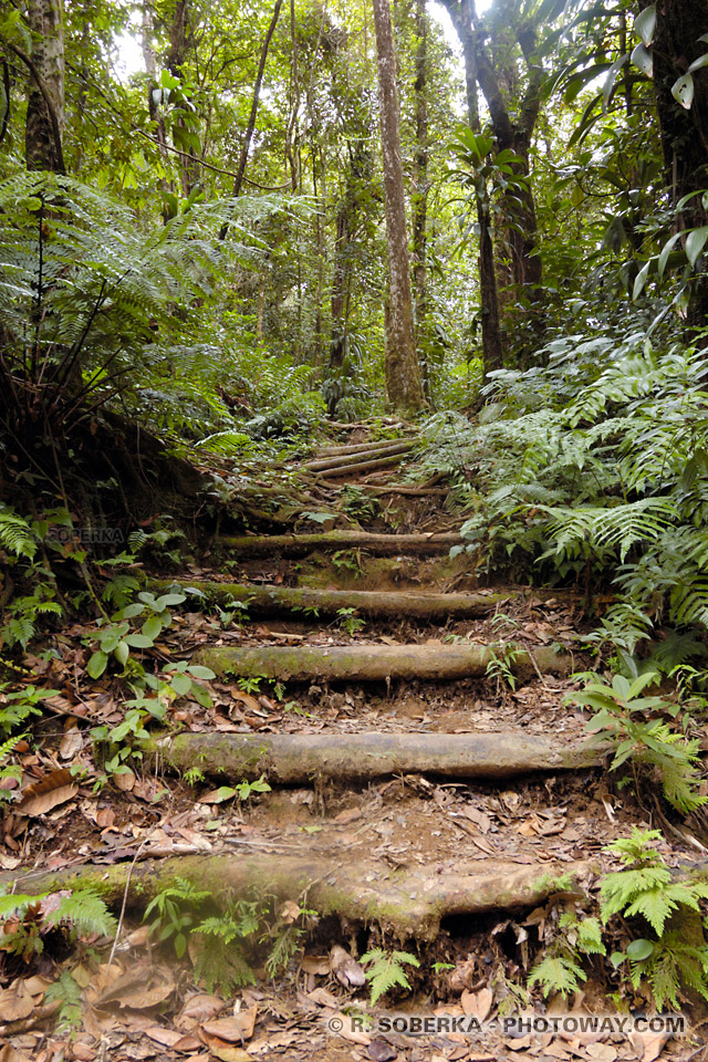 Randonée en Martinique photo sentier de la Trace des Jésuites