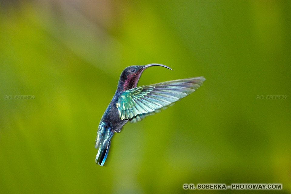 Banque d'images d'oiseaux photothèque : photo de Colibri 