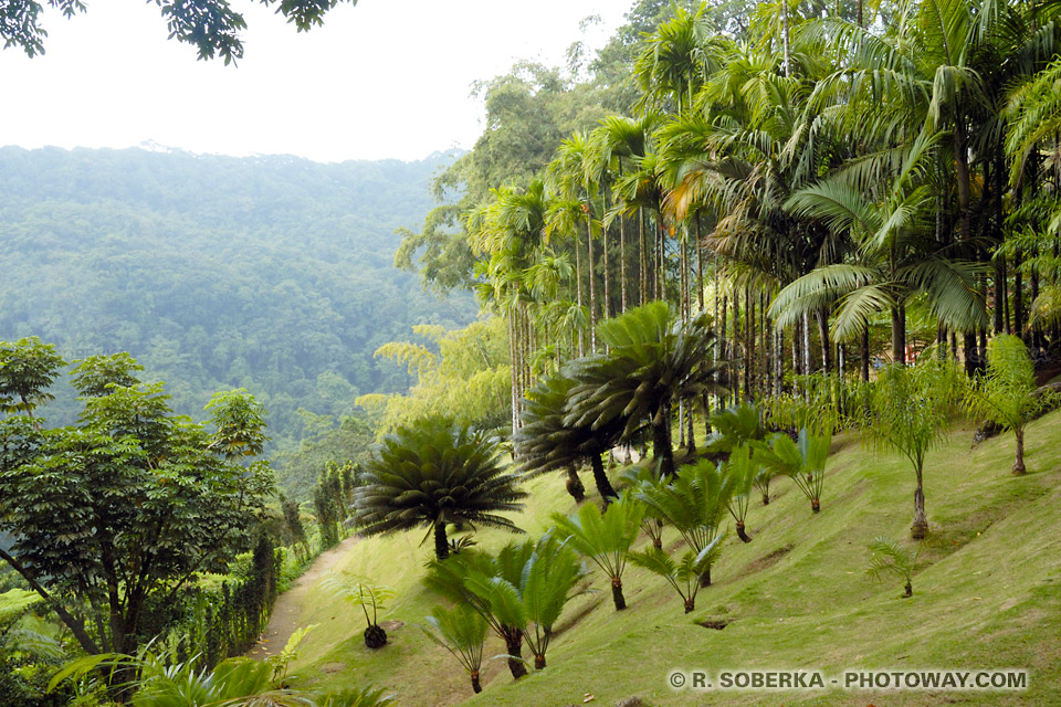 jardin de Balata Martinique