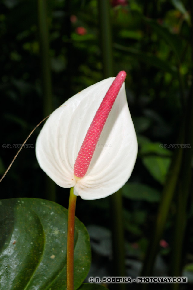 Anthurium de Colombie photos