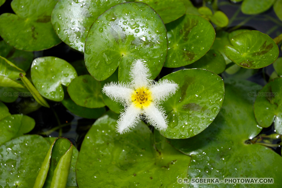 Photos de fleurs de nénuphars Martinique