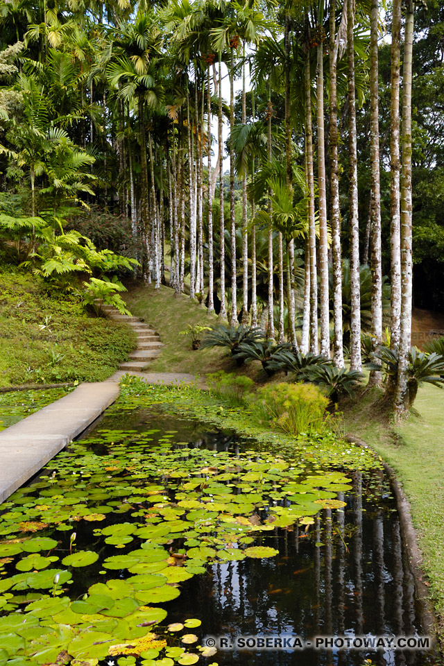 Jacinthes d'eau