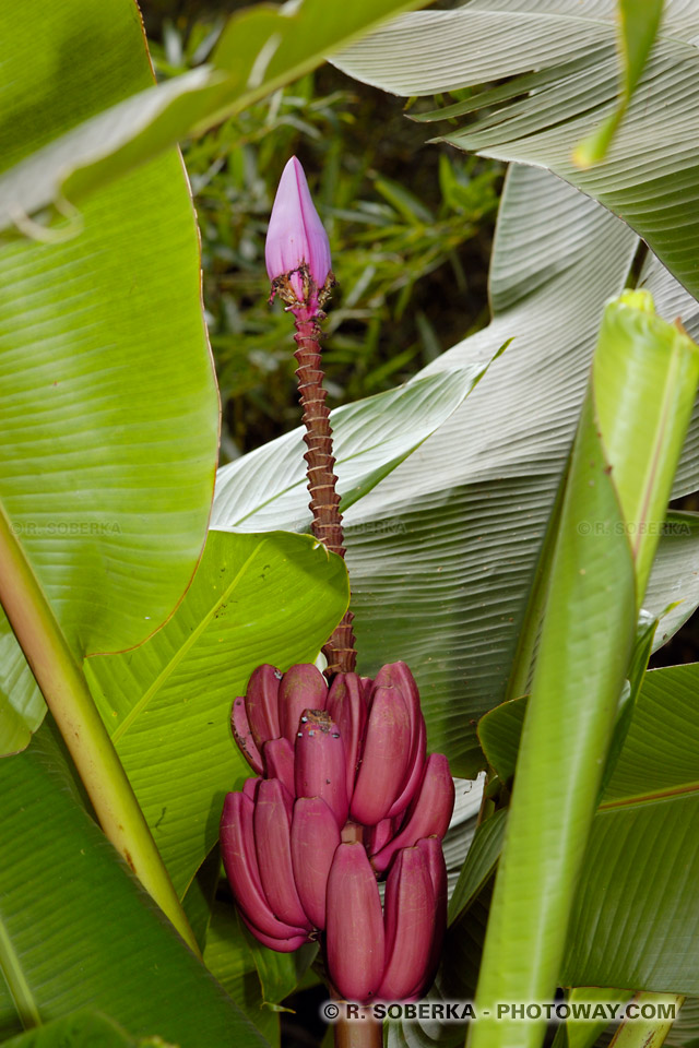 fleur de bananier