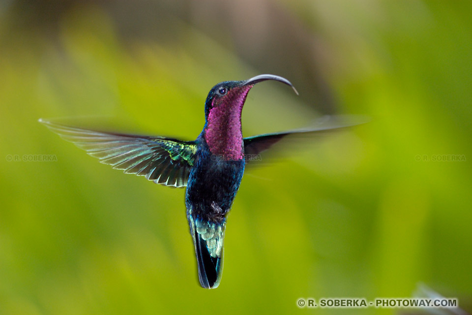 Les plus belles photos d'oiseaux, photo d'un Colibri vol stationnaire