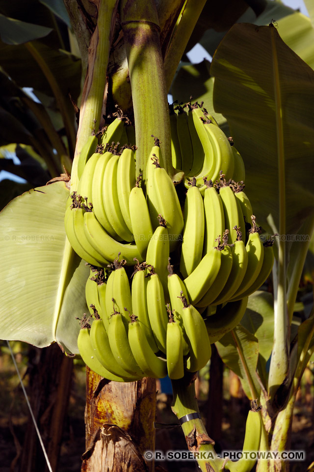 régime de bananes