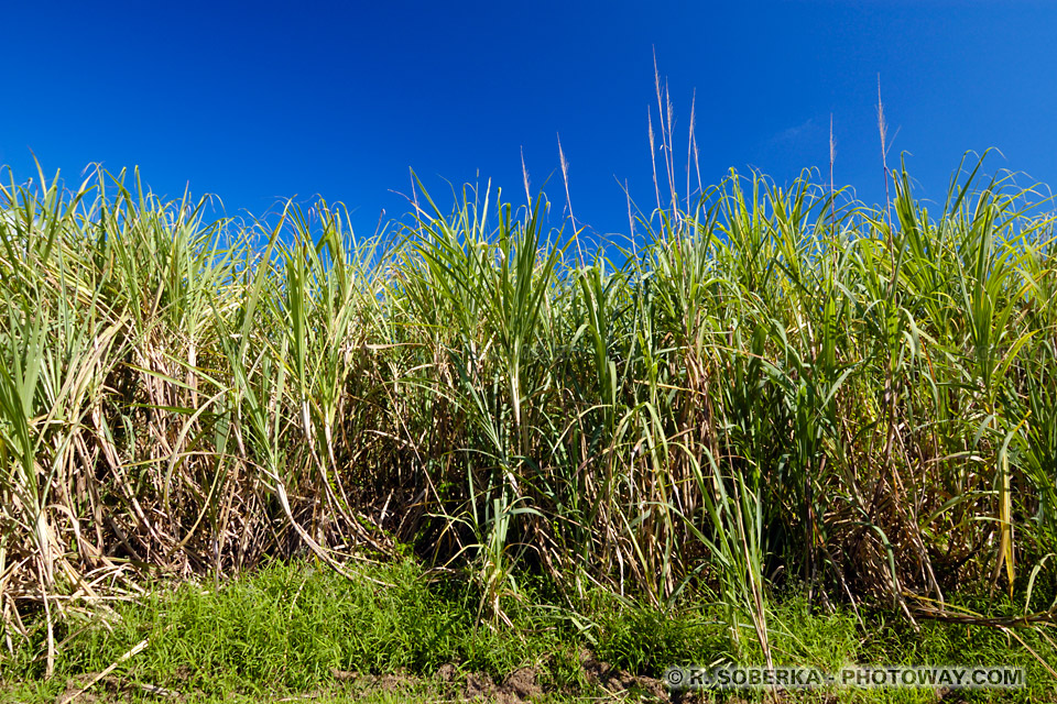 plantation de canne à sucre