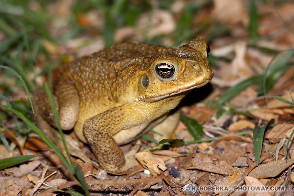 Photo de crapaud photos du Crapaud Buffle géant 