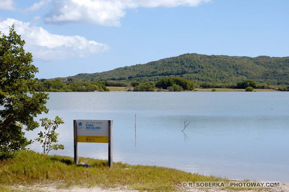 Etang des Salines Martinique