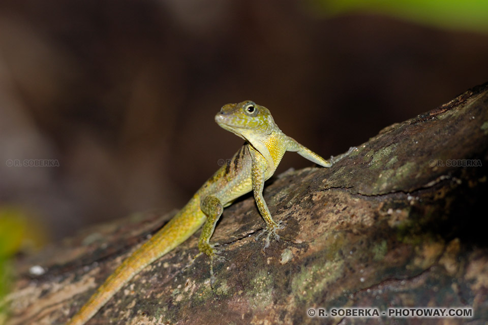 lézards Martinique