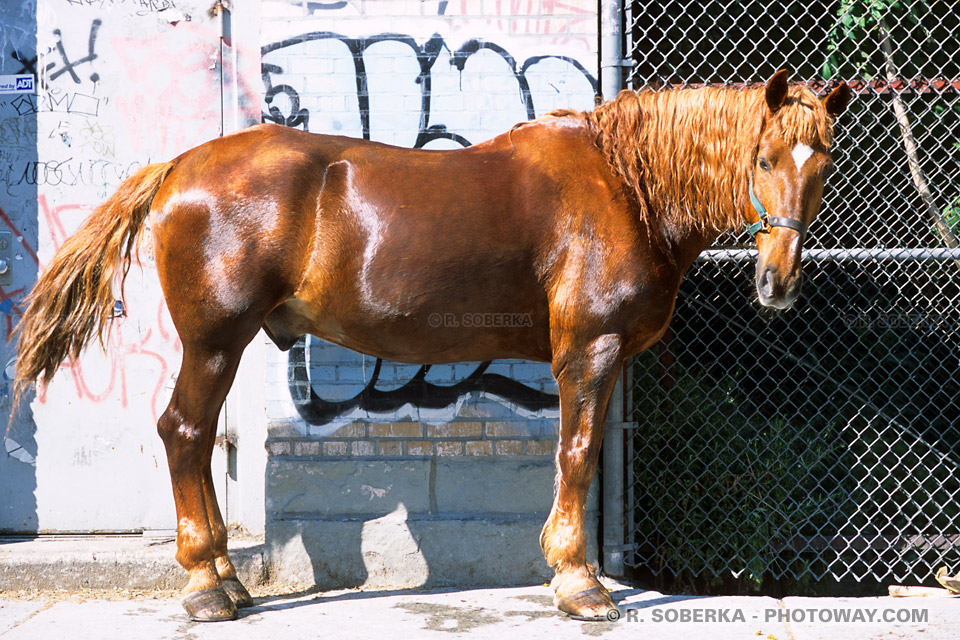 Photos de chevaux américains photo d'un cheval à New York ! 