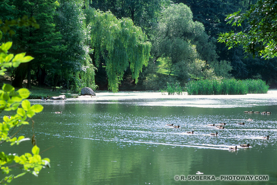 Image Tourisme à New York guide photo jardin bucolique à Central Park