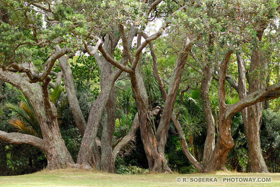 Photos d'arbres enchevêtrés, image d'arbres