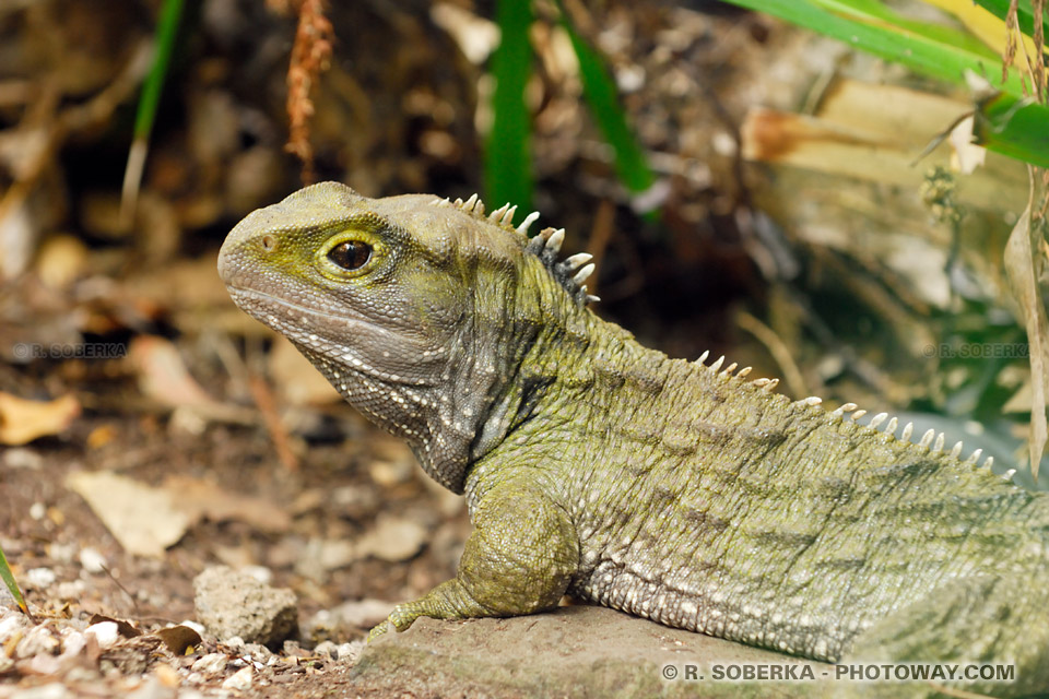 Images préhistoriques photo Tuatara un animal préhistorique