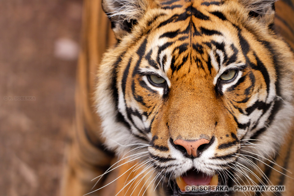 Photos de tigres photos de tigres du Bengal banque d'images