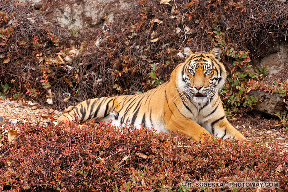 Photo Tigre du Bengale photo d'un beau tigre allongé
