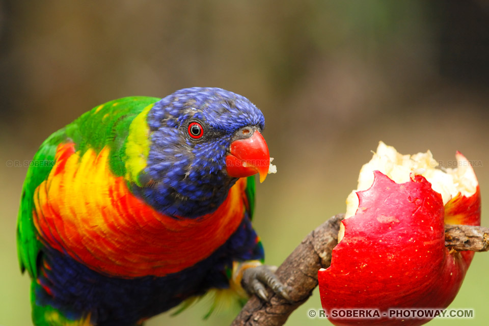 Photos d'oiseaux colorés : photo d'un RainBow Lorikeet images en Australie