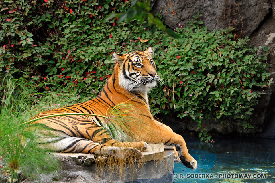 Image tigre du Bengale photos d'un tigre images de tigres 