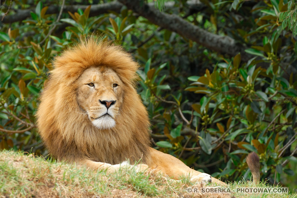 image du lion d'Afrique photos de lions photo du roi des animaux