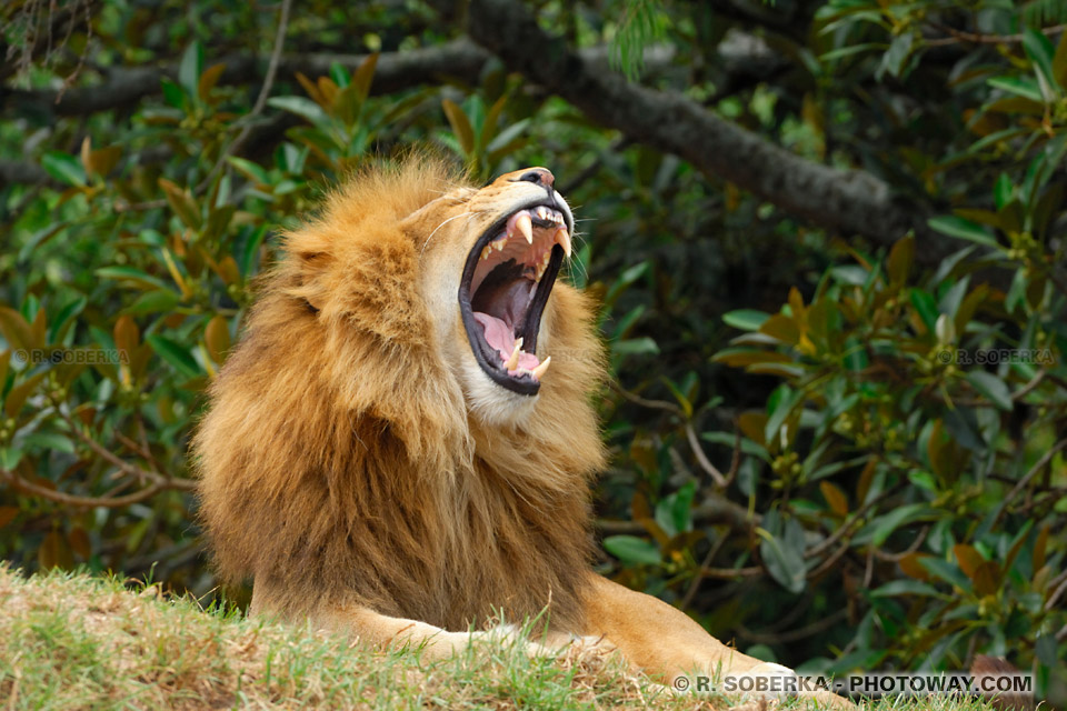 Photos de Lions photo d'un rugissement de lion