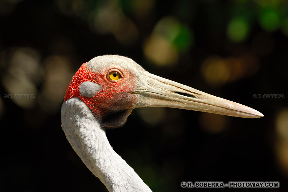 Photothèque d'oiseaux photo d'un échassier, banque d'image