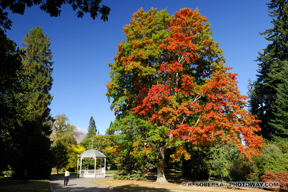 Image des couleurs d'automne Photos en Nouvelle-Zélande