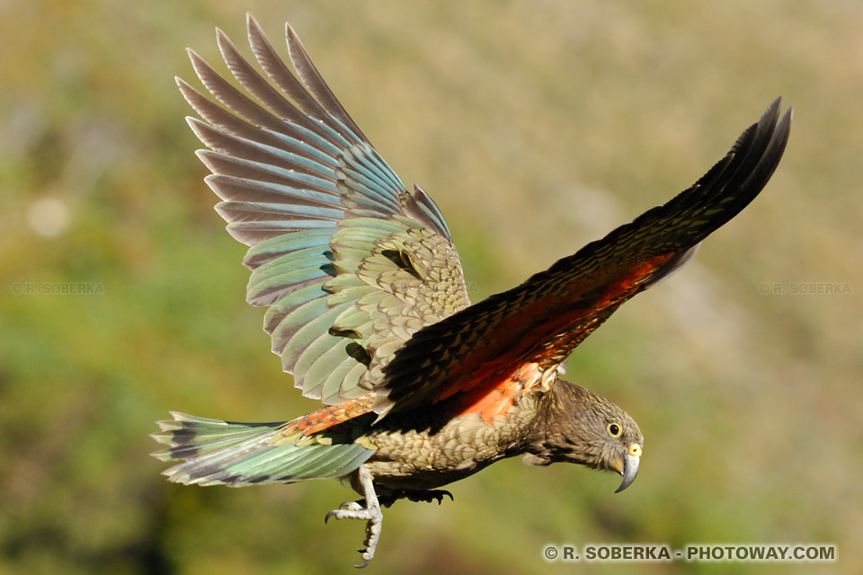 Photos d'oiseaux, photo d'un Nestor Kea de Nouvelle-Zélande