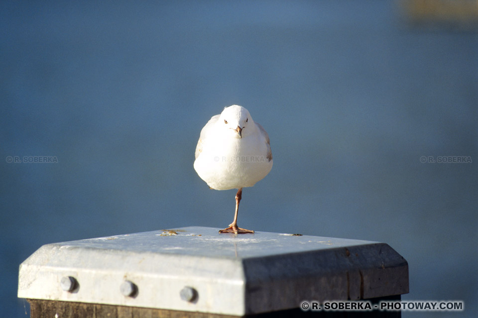 Photo d'un oiseau en équilibre sur une patte