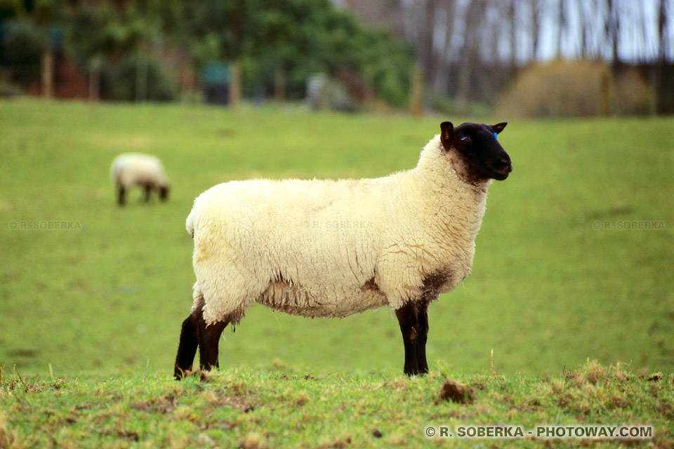 Photos de moutons : Photo d'un Mouton Black Sheep à tête noire en Nouvelle-Zélande