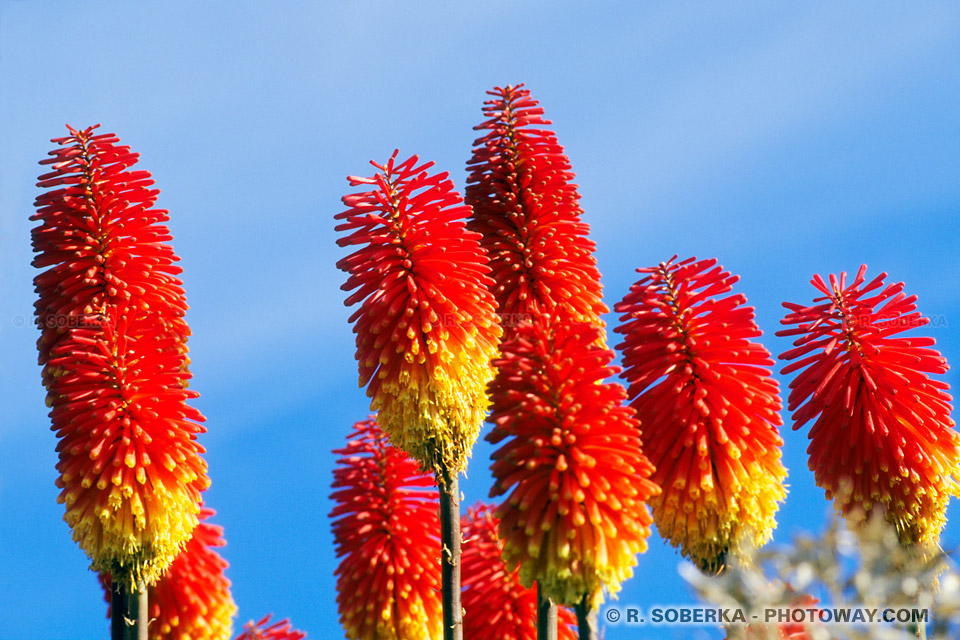 Images de fleurs photos de fleurs d'Automne images la flore australe