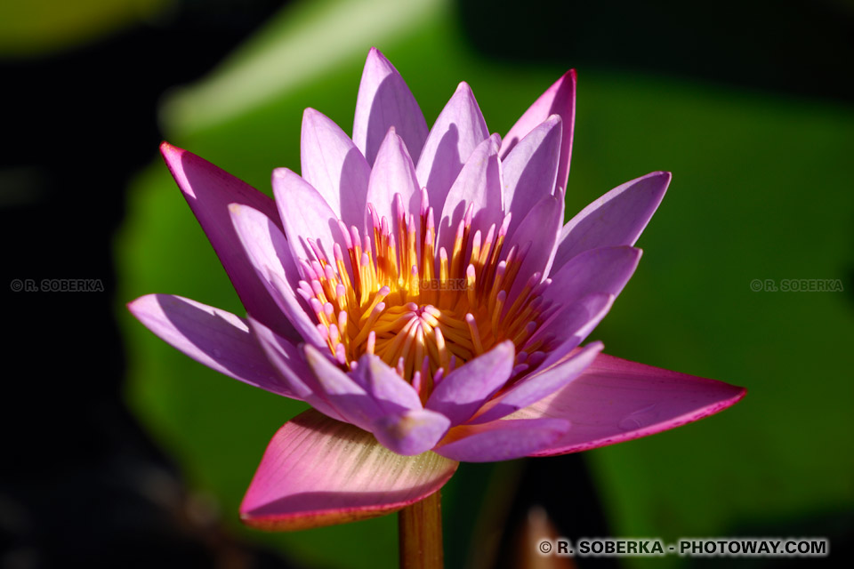 Photo fleur de Lotus photos de fleurs de Lotus images du Lotus d'Asie