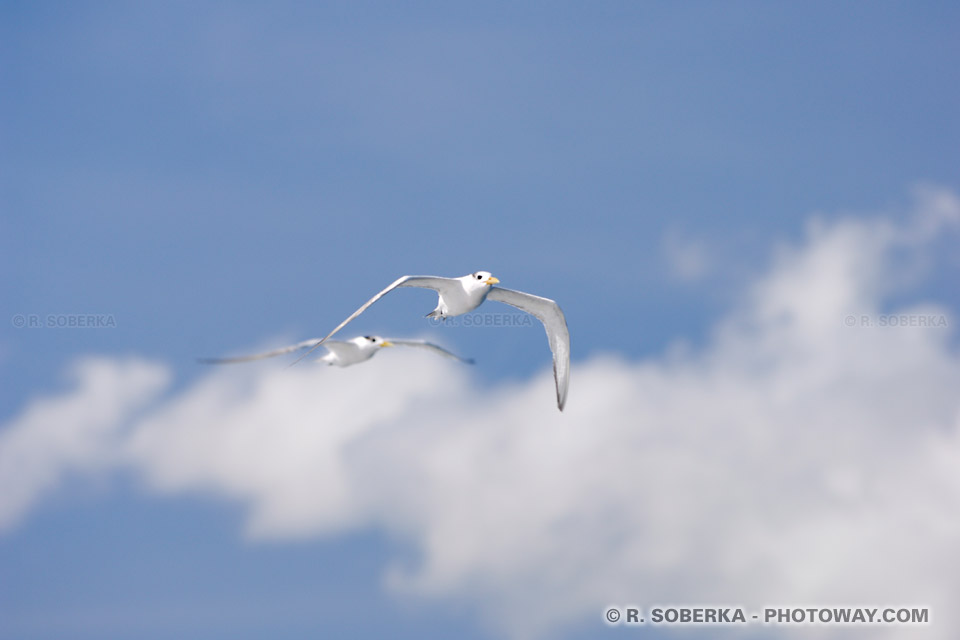 Photos de mouettes photo de mouettes en vol une mouette en vol