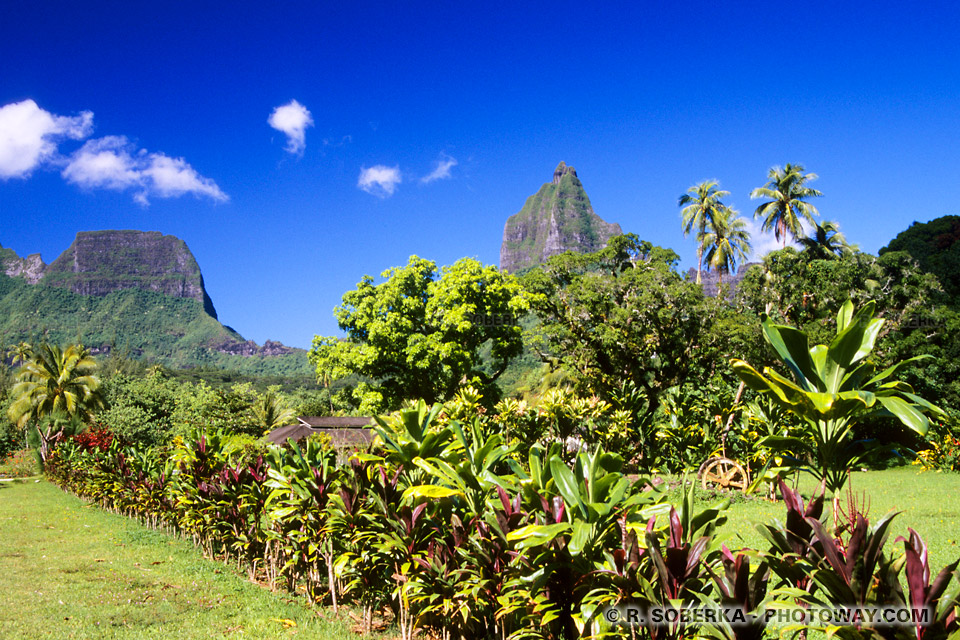 Photos de la végétation exotique de l'ile tropicale de Moorea