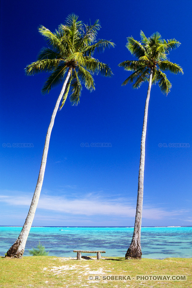 Photos de cocotiers; Images de Tahiti en Polynésie