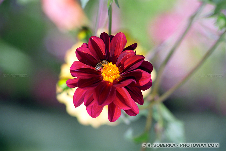 Photo d'une fleur avec une abeille photos de fleurs rouges