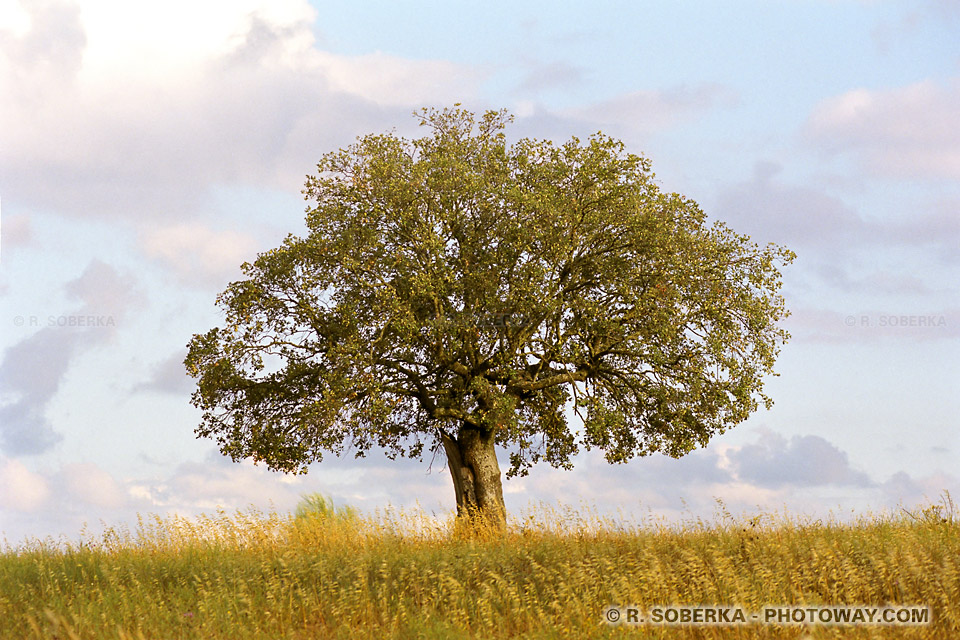 Photo d'un Arbre : photothèque et photographies au Portugal