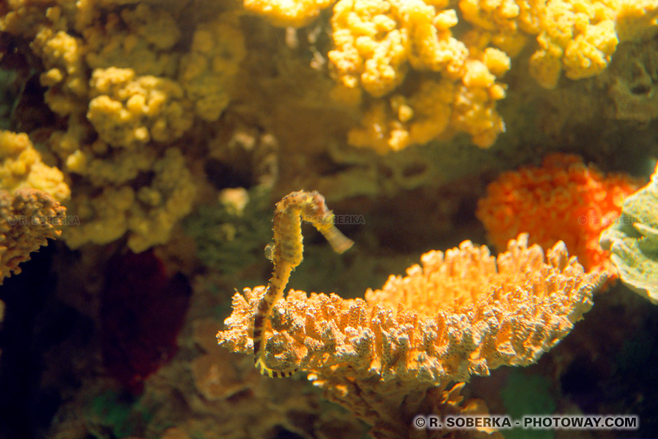 Photos d'hippocampes : photo d'un hippocampe sous l'eau