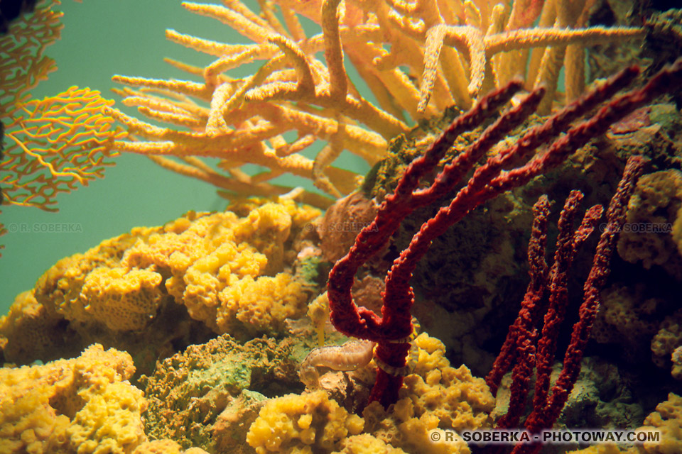Photos de coraux de l'océan indien - photo de fonds marins à l'Exposition Universelle