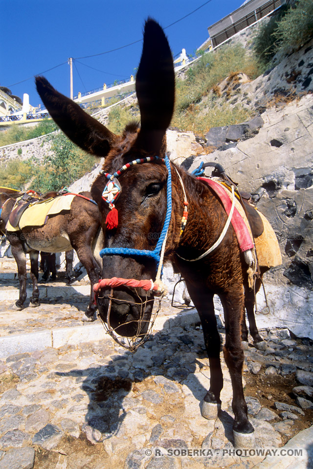 Photo pittoresque d'un âne à Santorin