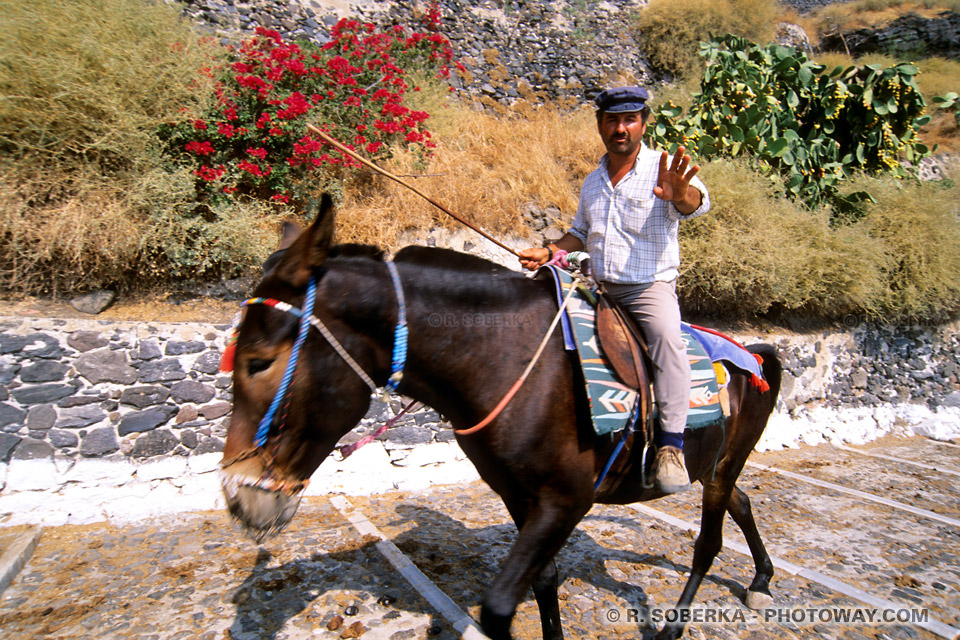 Tourisme à dos d'Ane Santorin