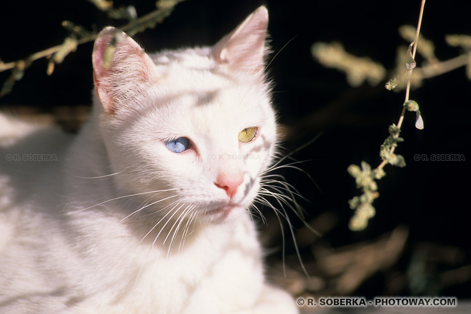 chats aux yeux verrons