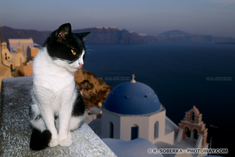 Photos de chats des îles grecques banque d'images