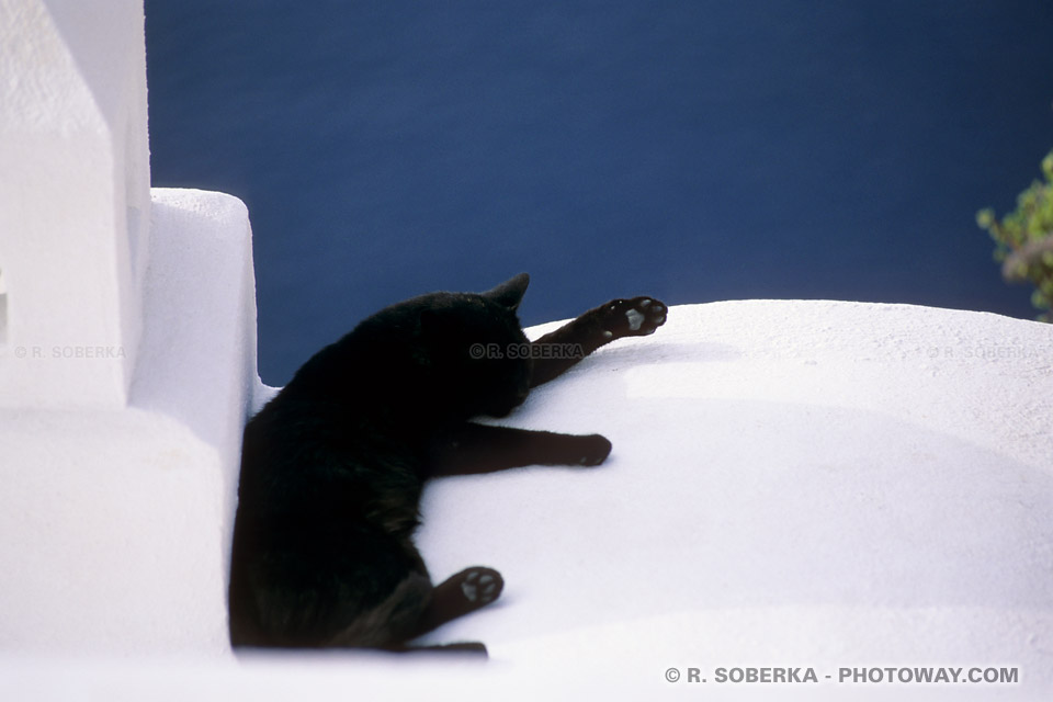 Image d'un Gros matou, un gros minet photo d'un chat noir