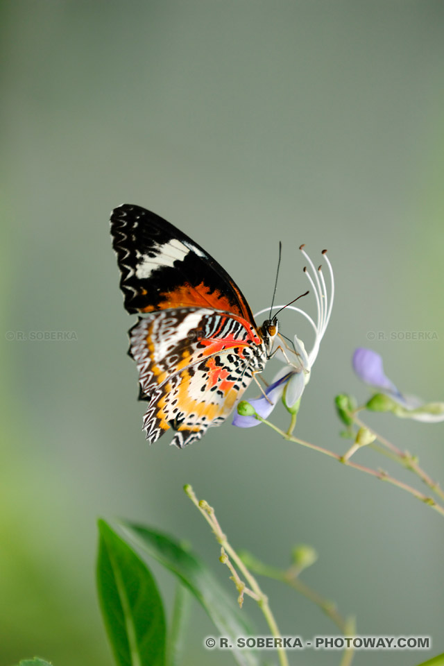 Photos de papillons, photo d'un papillon d'Asie